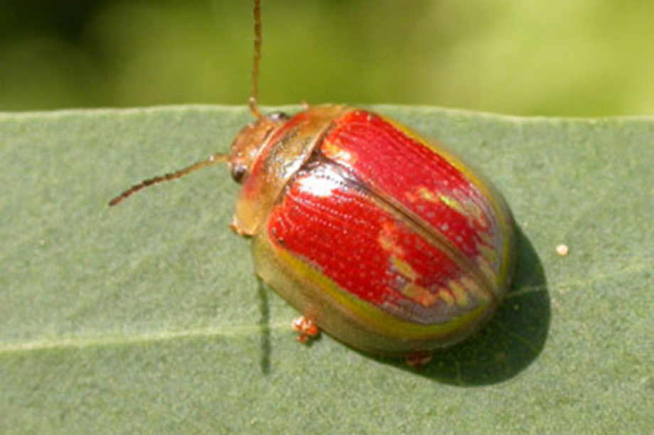 Paropsisterna selmani.